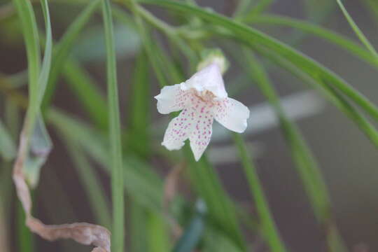 Imagem de Eremophila bignoniiflora (Benth.) F. Muell.