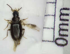 Image of Carabidae