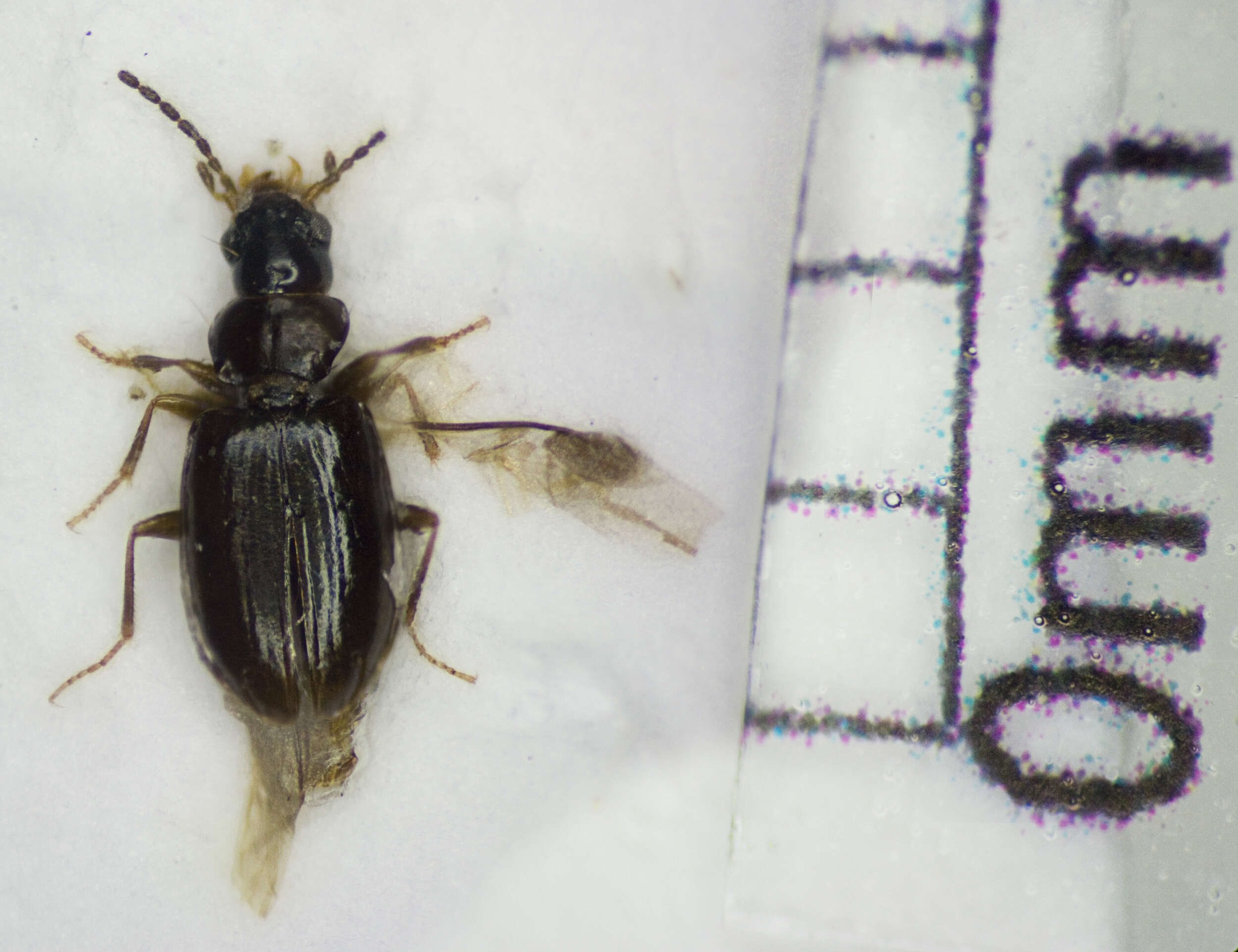 Image of Carabidae