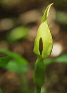 Image of Arum Lilies