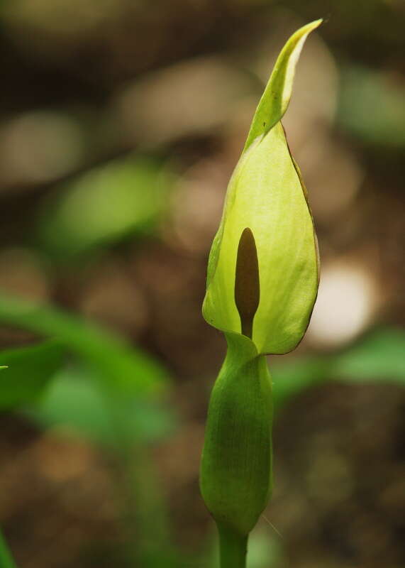 Image of Arum cylindraceum Gasp.