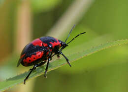 Image of Anchor Stink Bug