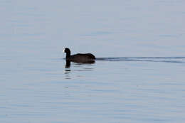 Image of Crested Coot