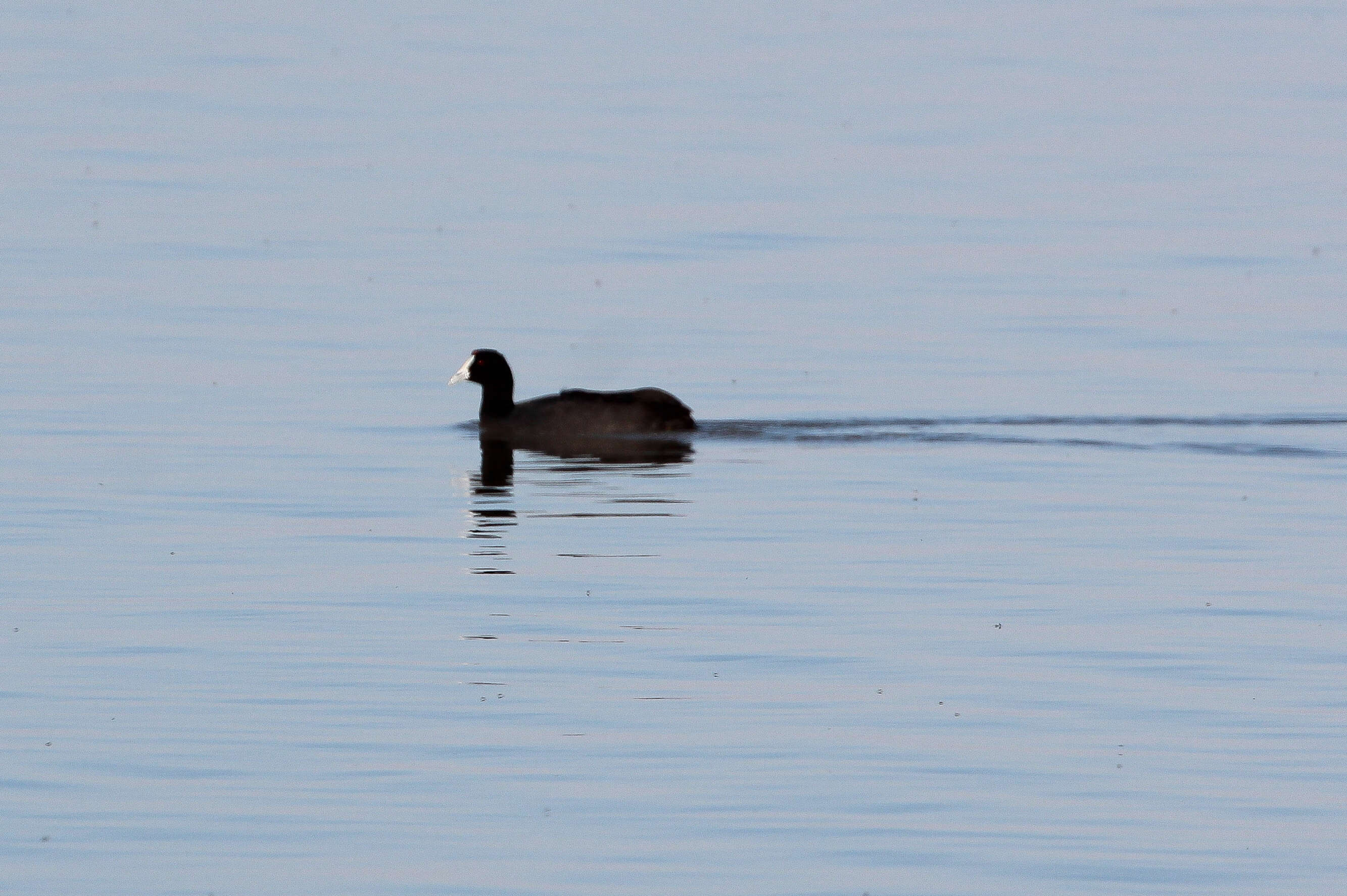 Image of Crested Coot
