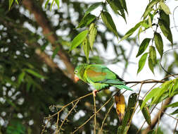 Image of Orange-chinned Parakeet