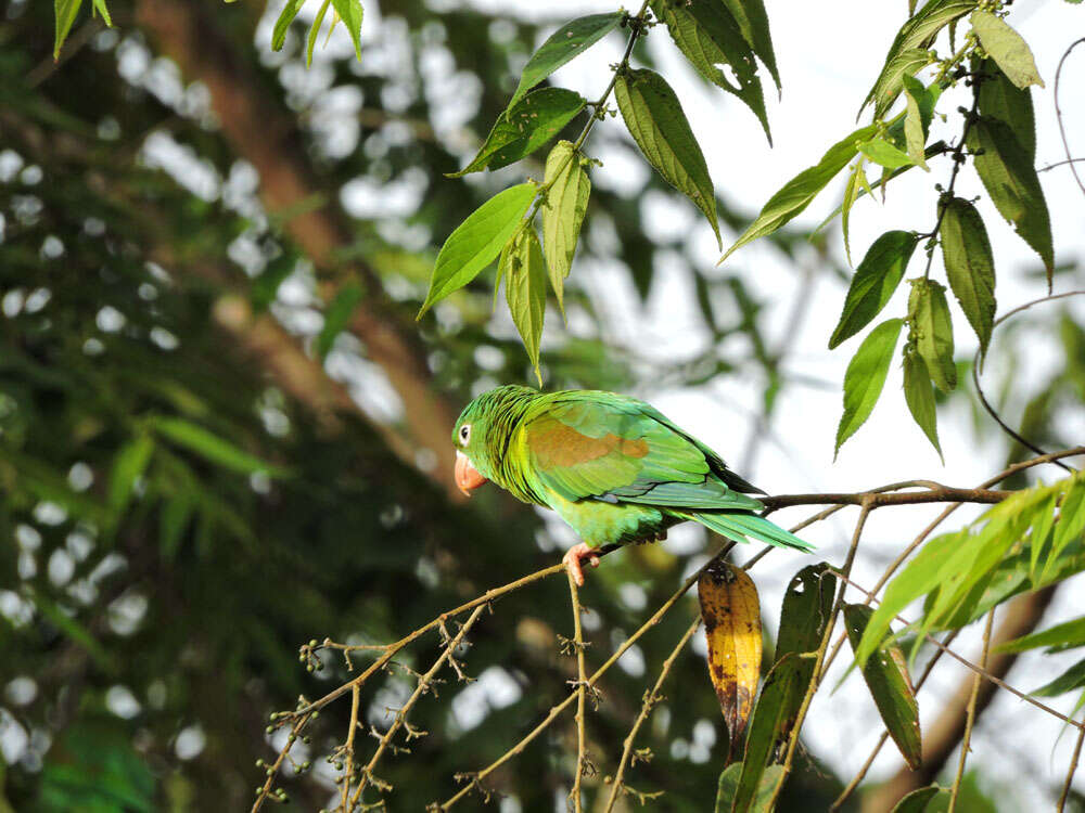 Image of Orange-chinned Parakeet