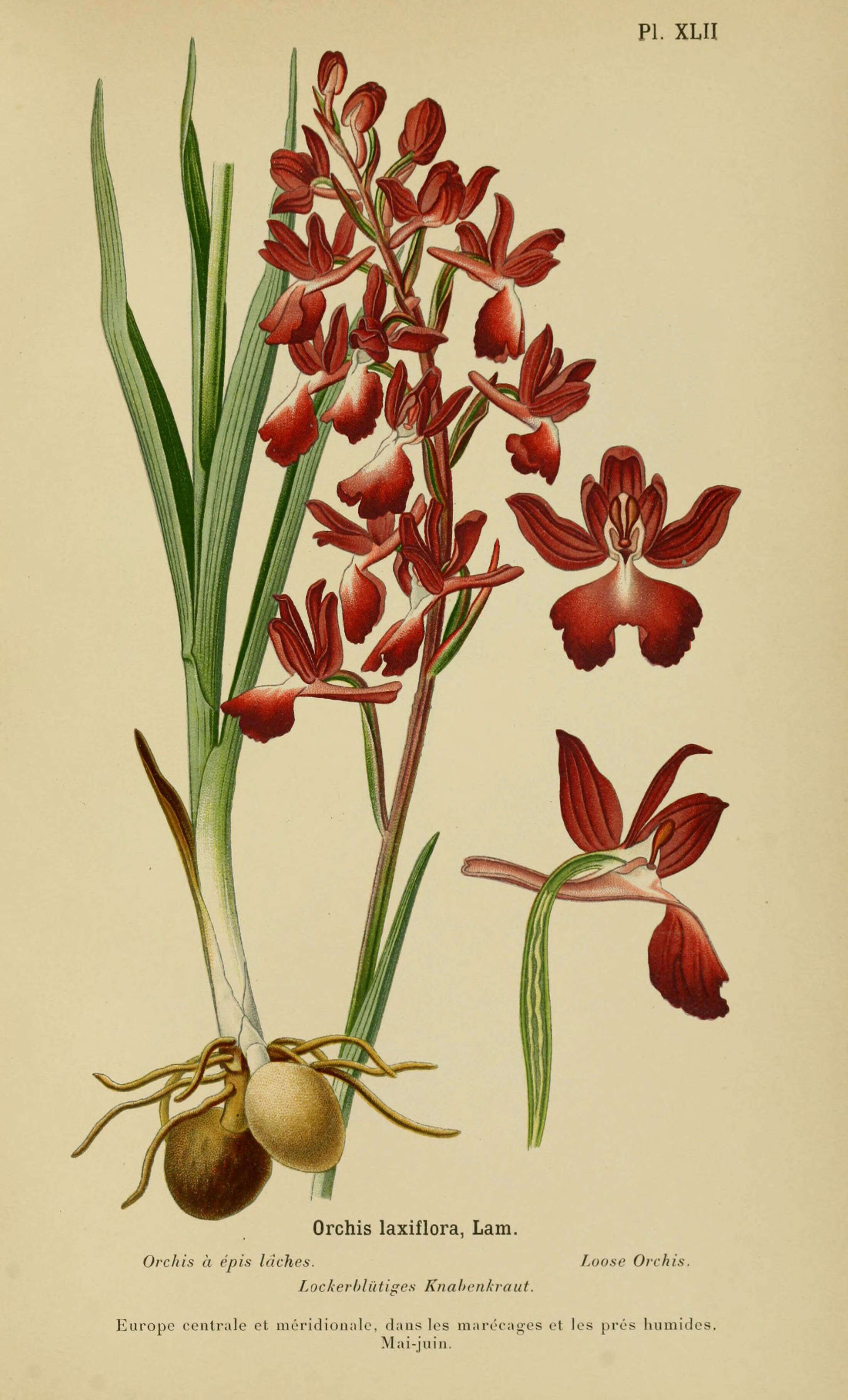 Image of Loose-flowered orchid