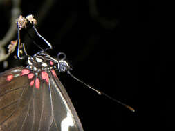 Image of Heliconius sara theudela Hewitson 1874