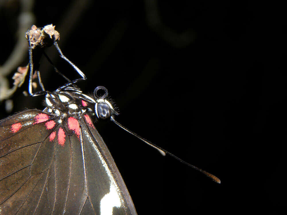 Image of Heliconius sara theudela Hewitson 1874