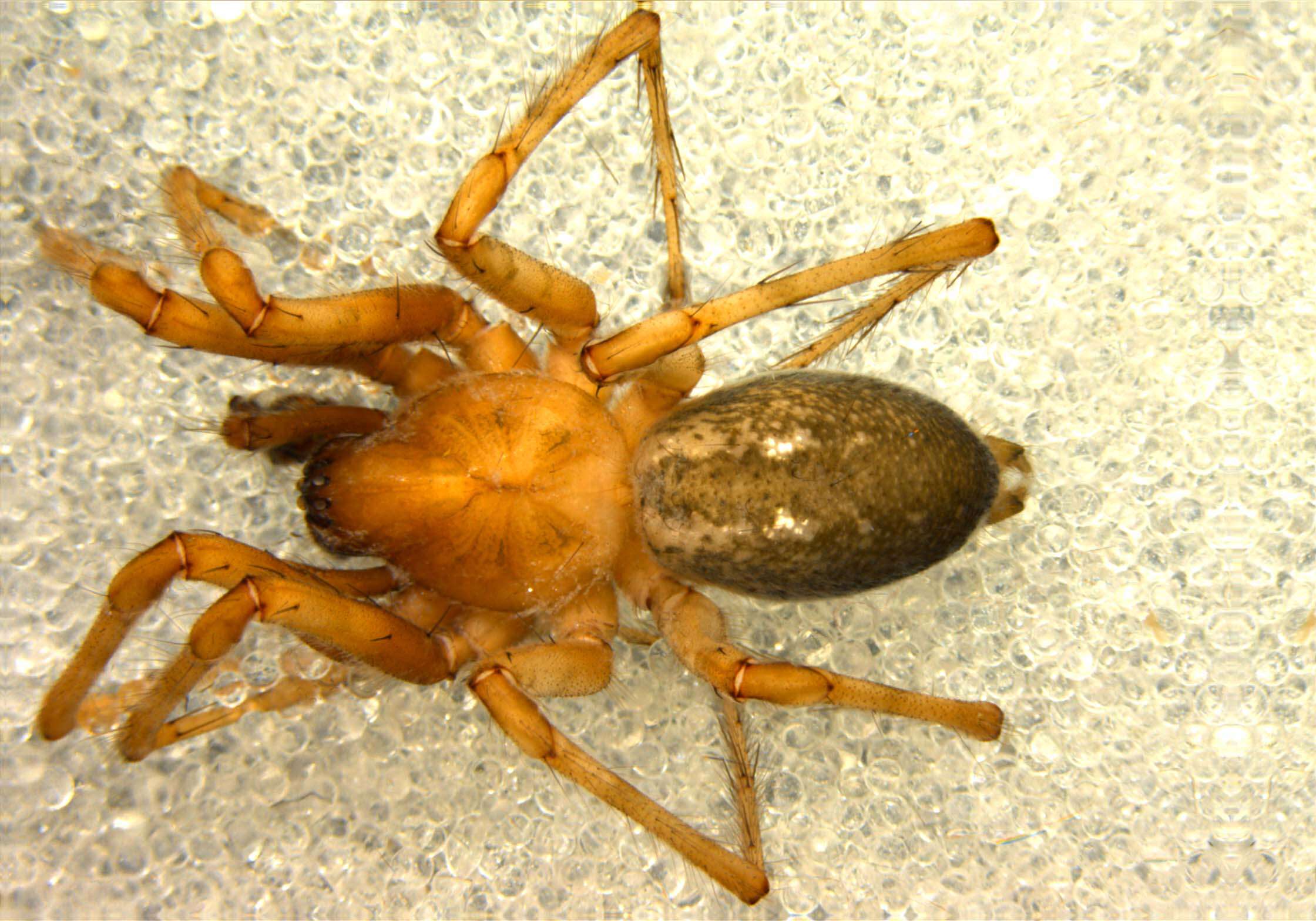 Image of Tegenaria