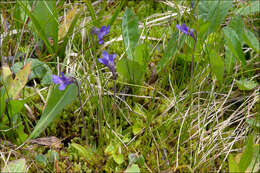 Image of Common butterwort