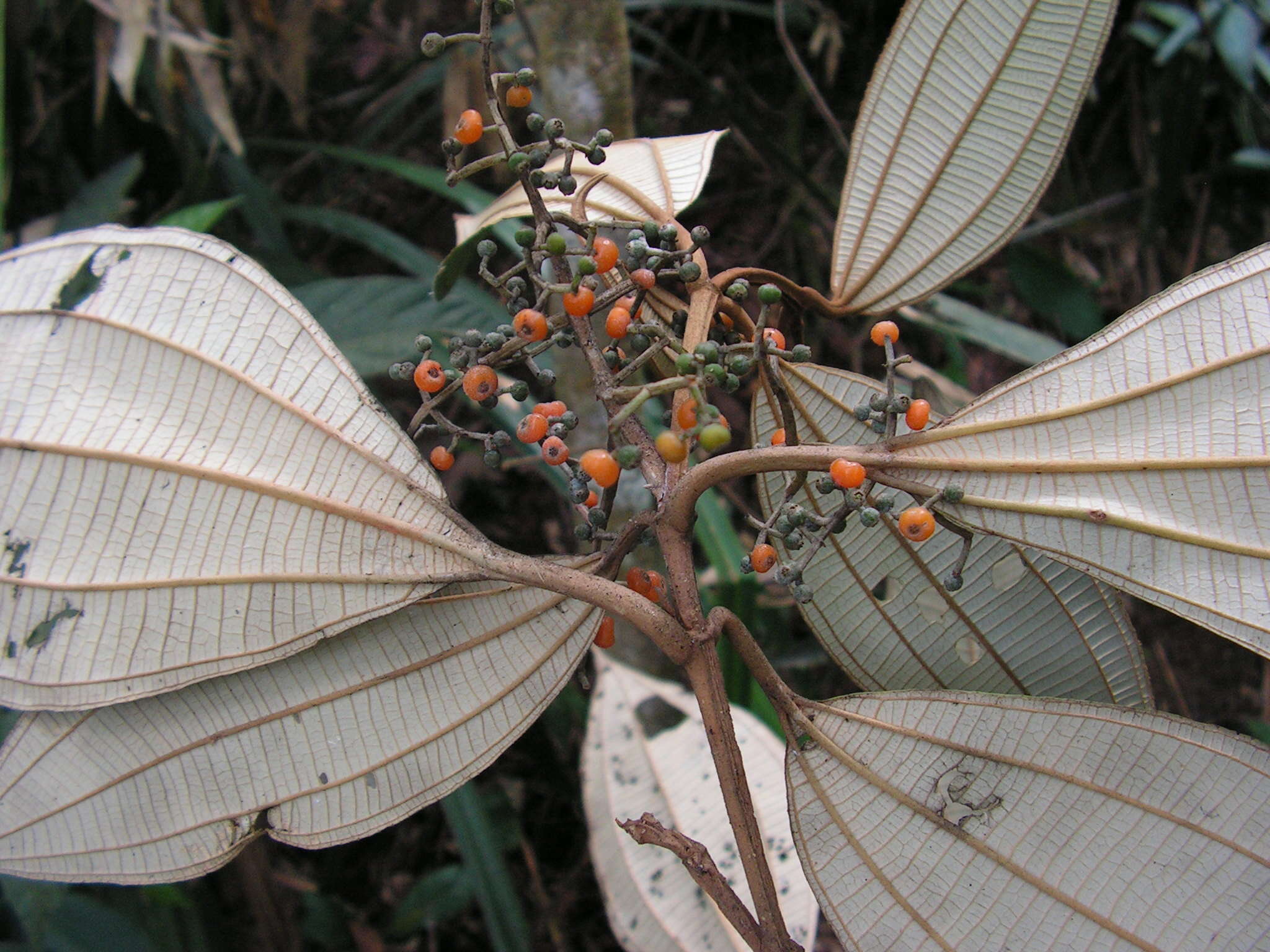 Image of Miconia hypoleuca (Benth.) Triana