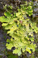 Image of lung lichen