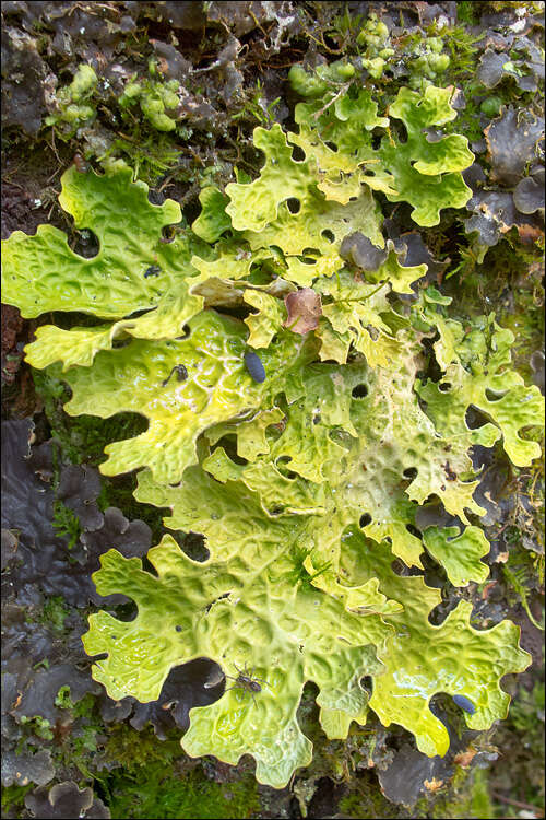 Image of Lungwort