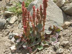 Image of mountainsorrel