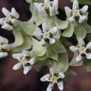 Image of Asclepias candida Vell.