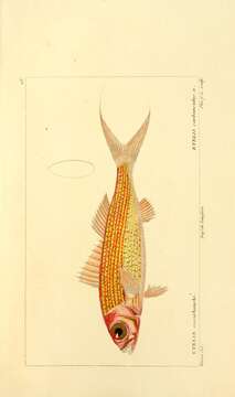 Image of Deepwater Red Snapper