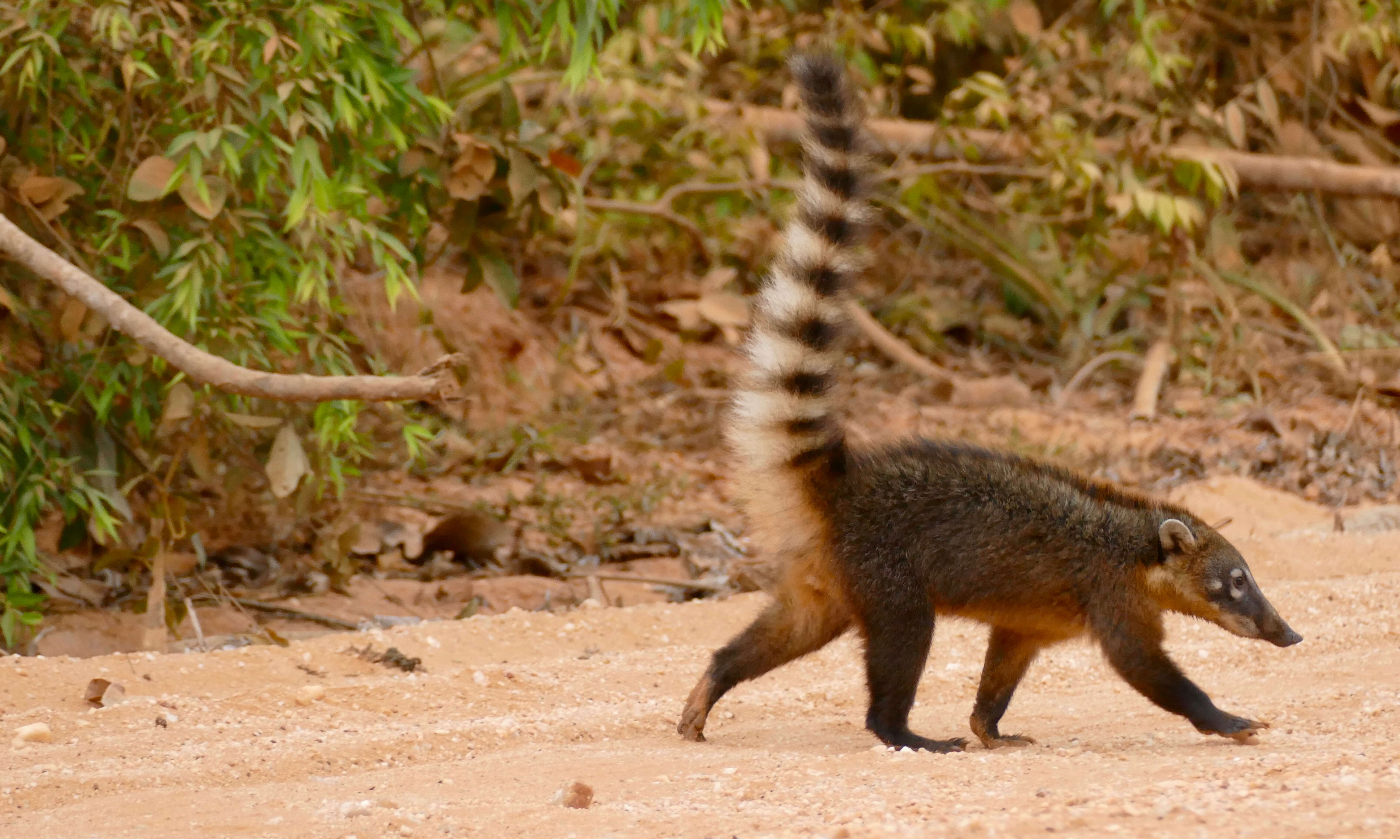 Image de Coati à queue annelée