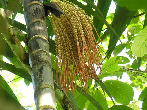 Image of Bamboo Palm