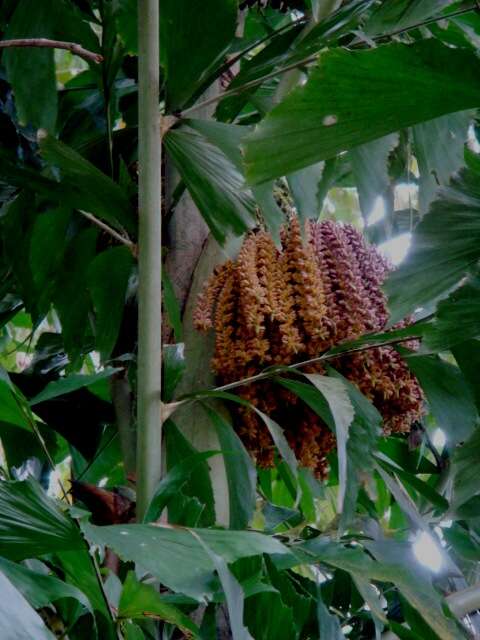 Image of fishtail palm