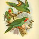 Image of Red-chinned Lorikeet