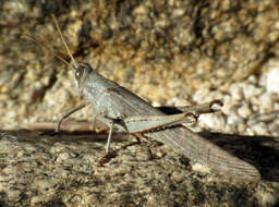 Image of Bird Grasshoppers