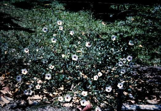 Image of spearleaf swampmallow