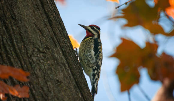 Image of Sapsucker