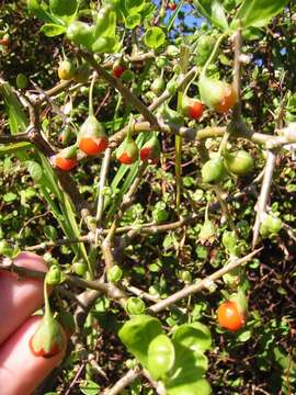 Image of African boxthorn