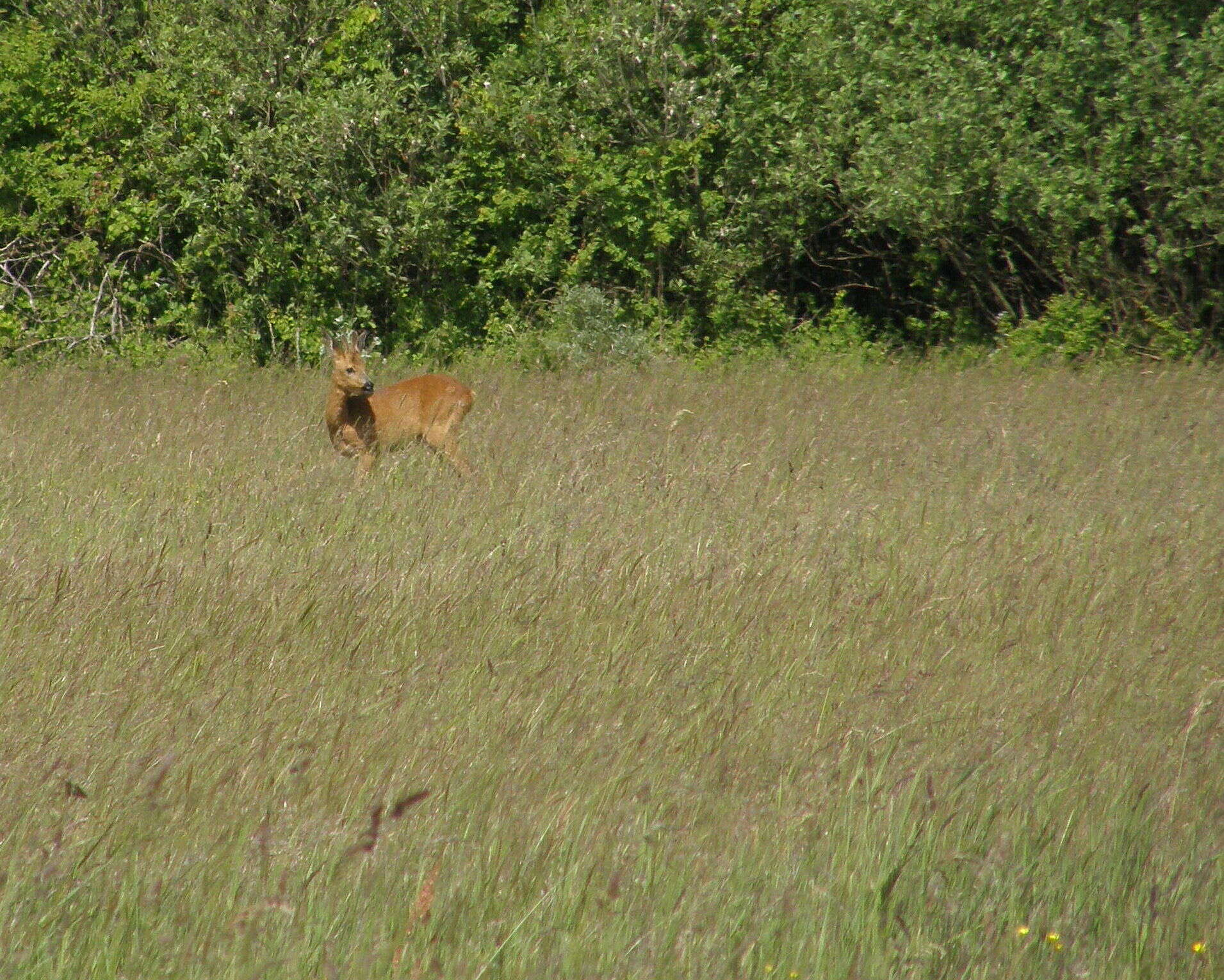 Image of Roe Deer