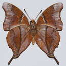 Слика од Charaxes zoolina betsimisaraka Lucas 1872