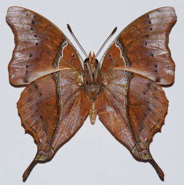 Plancia ëd Charaxes zoolina betsimisaraka Lucas 1872