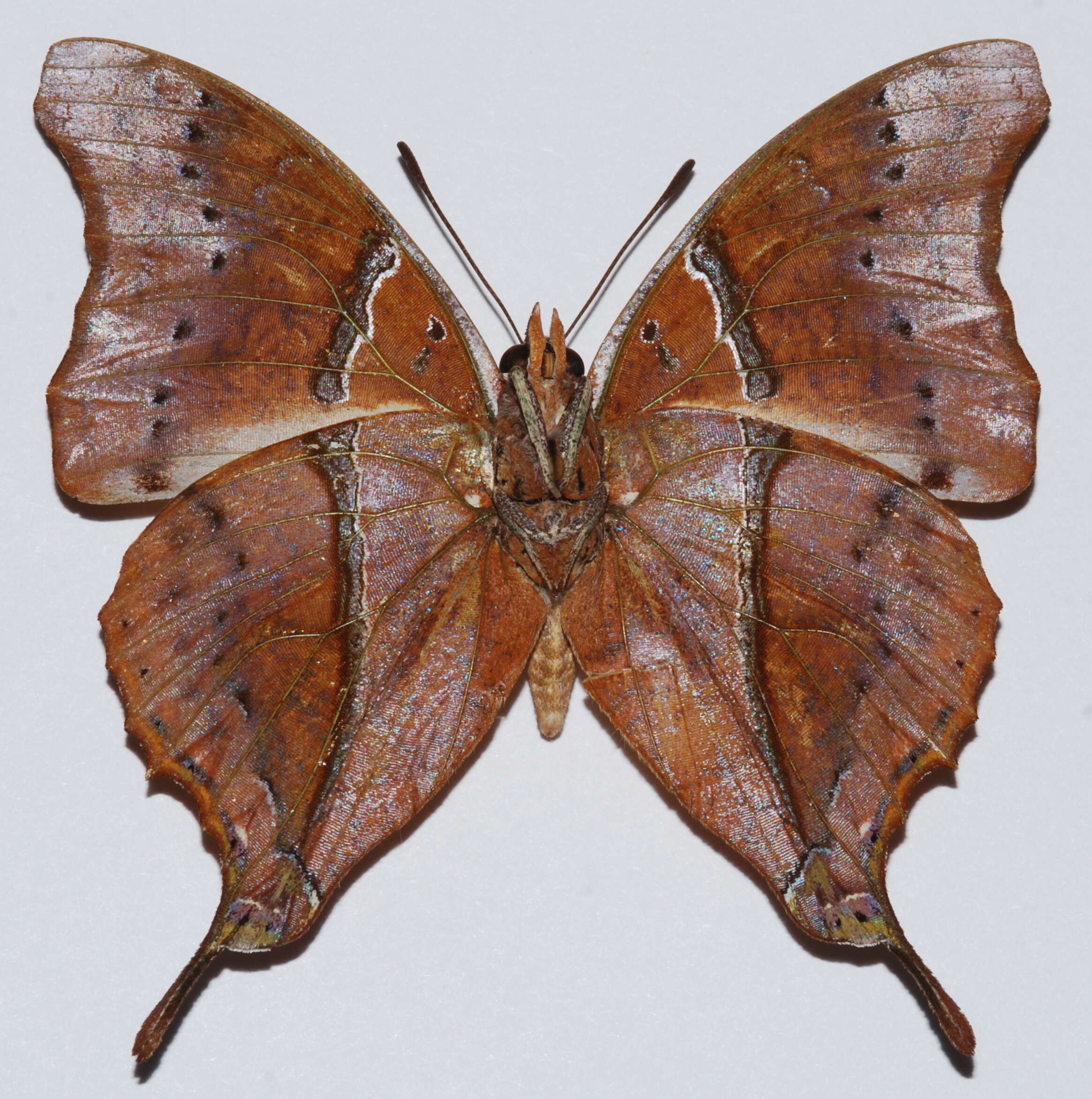 Image of Charaxes zoolina Westwood (1850)