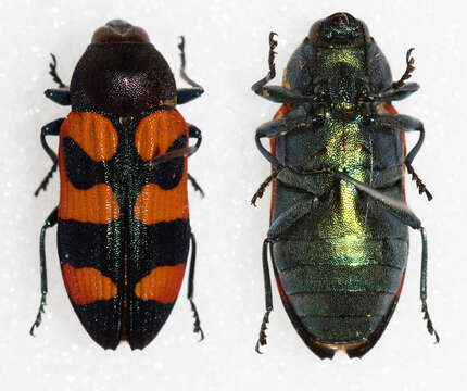 Image of Castiarina carinata (Macleay 1863)