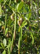 Image of mangrove