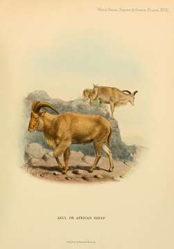 Image of Ammotragus Blyth 1840