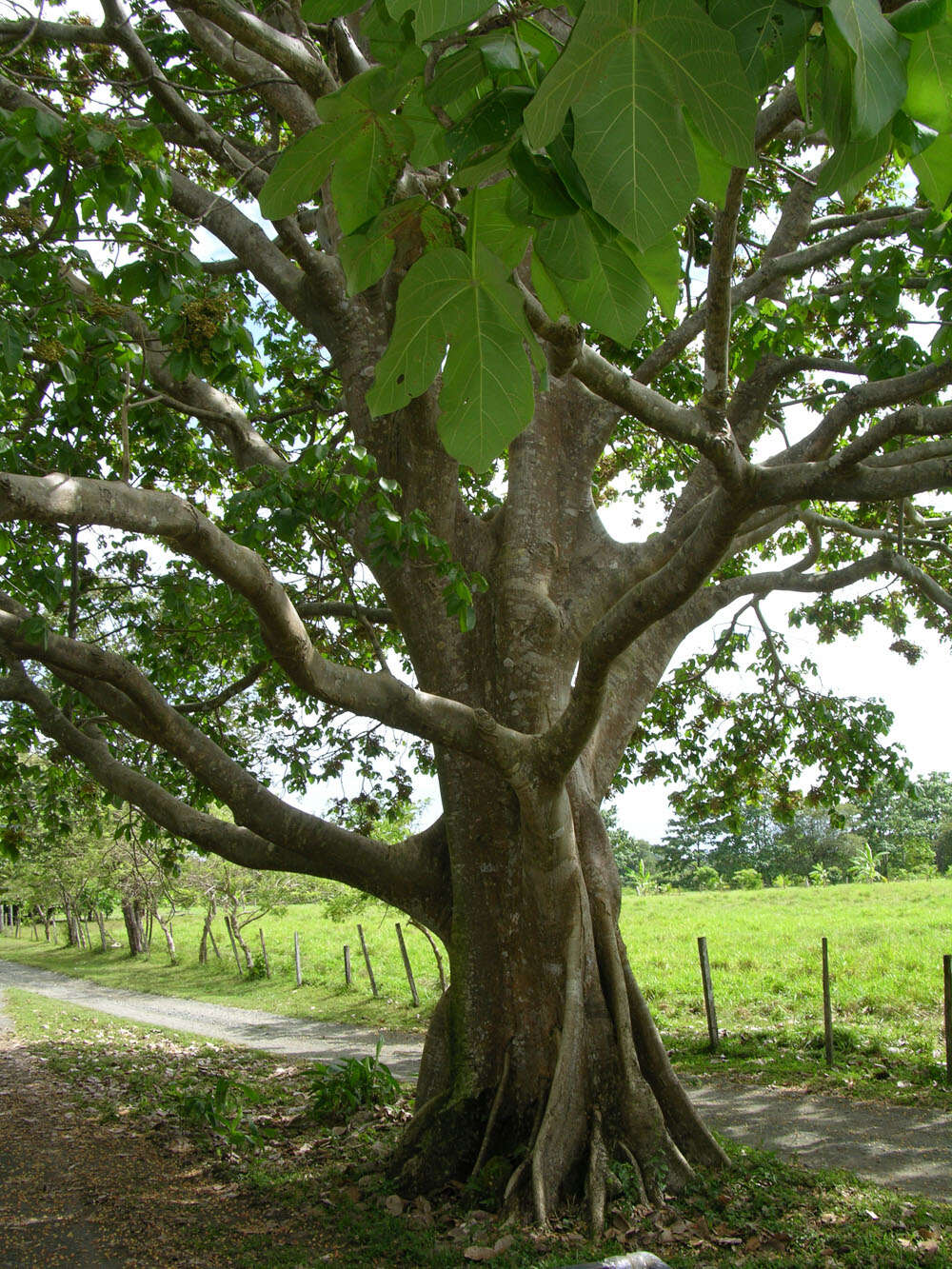 Image of Panama tree