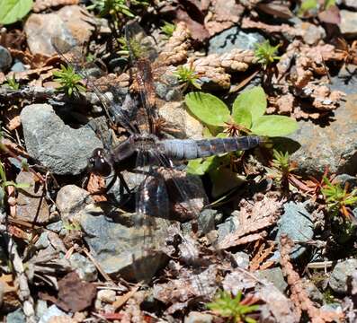 Image of Chalk-fronted Corporal