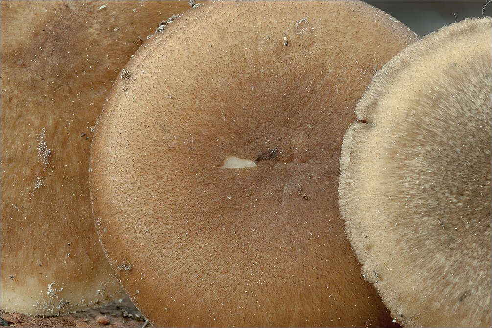 Image of Lentinus substrictus (Bolton) Zmitr. & Kovalenko 2016