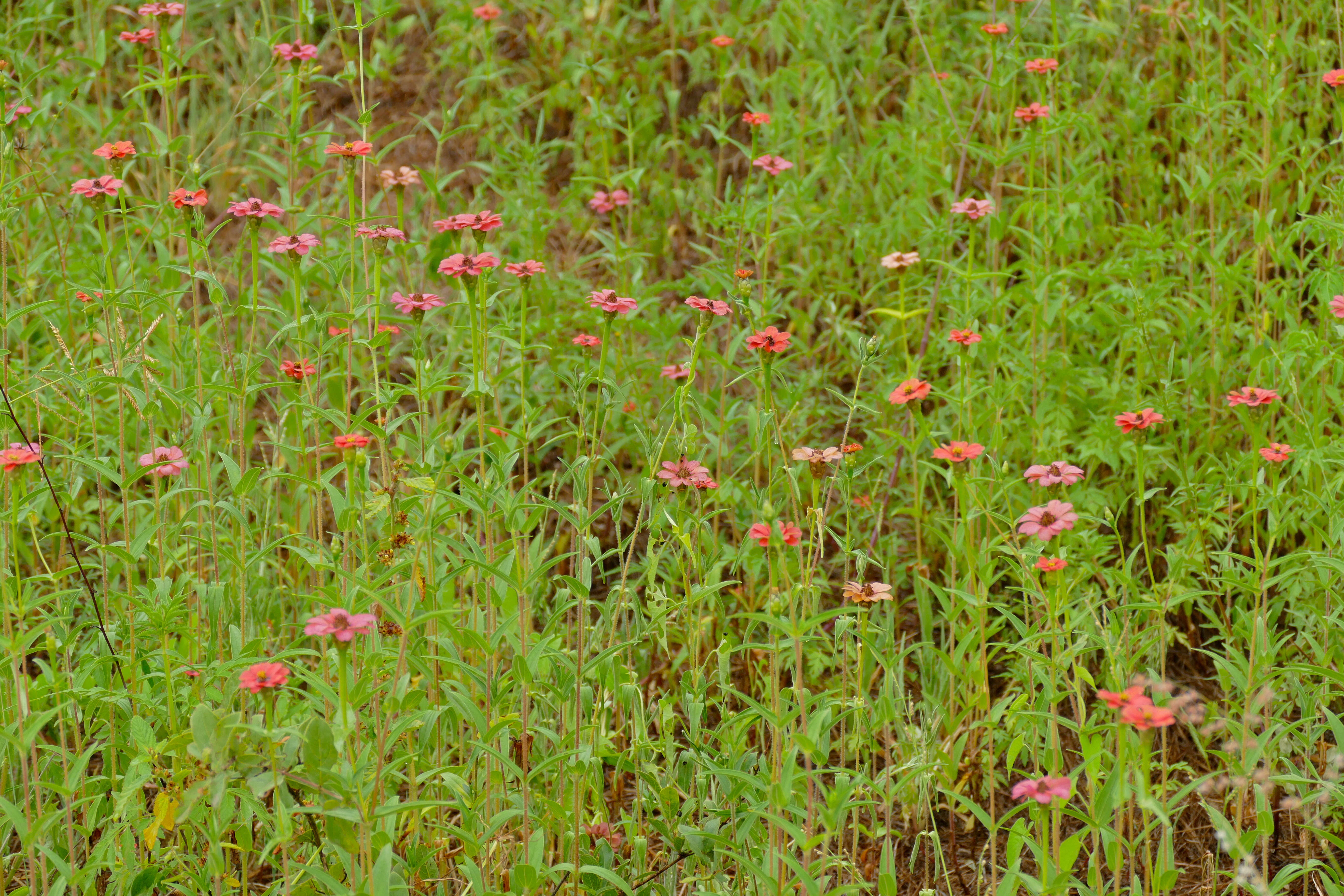 Image of Zinnia peruviana