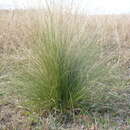 Image of serrated tussock