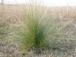 Image of serrated tussock