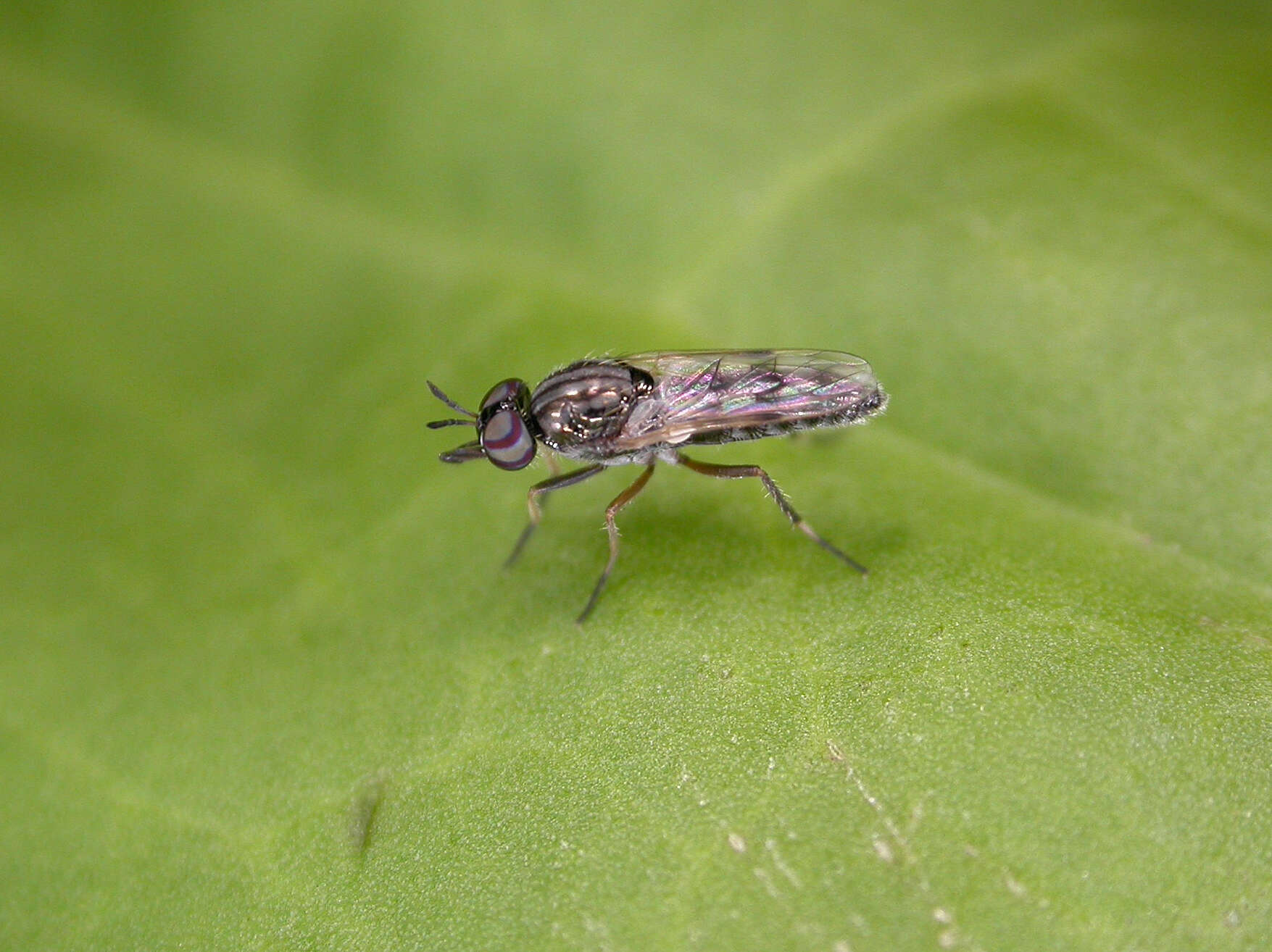 Image of Agapophytus