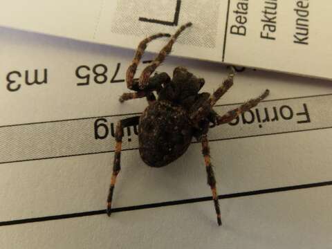 Image of Walnut Orb-Weaver Spider