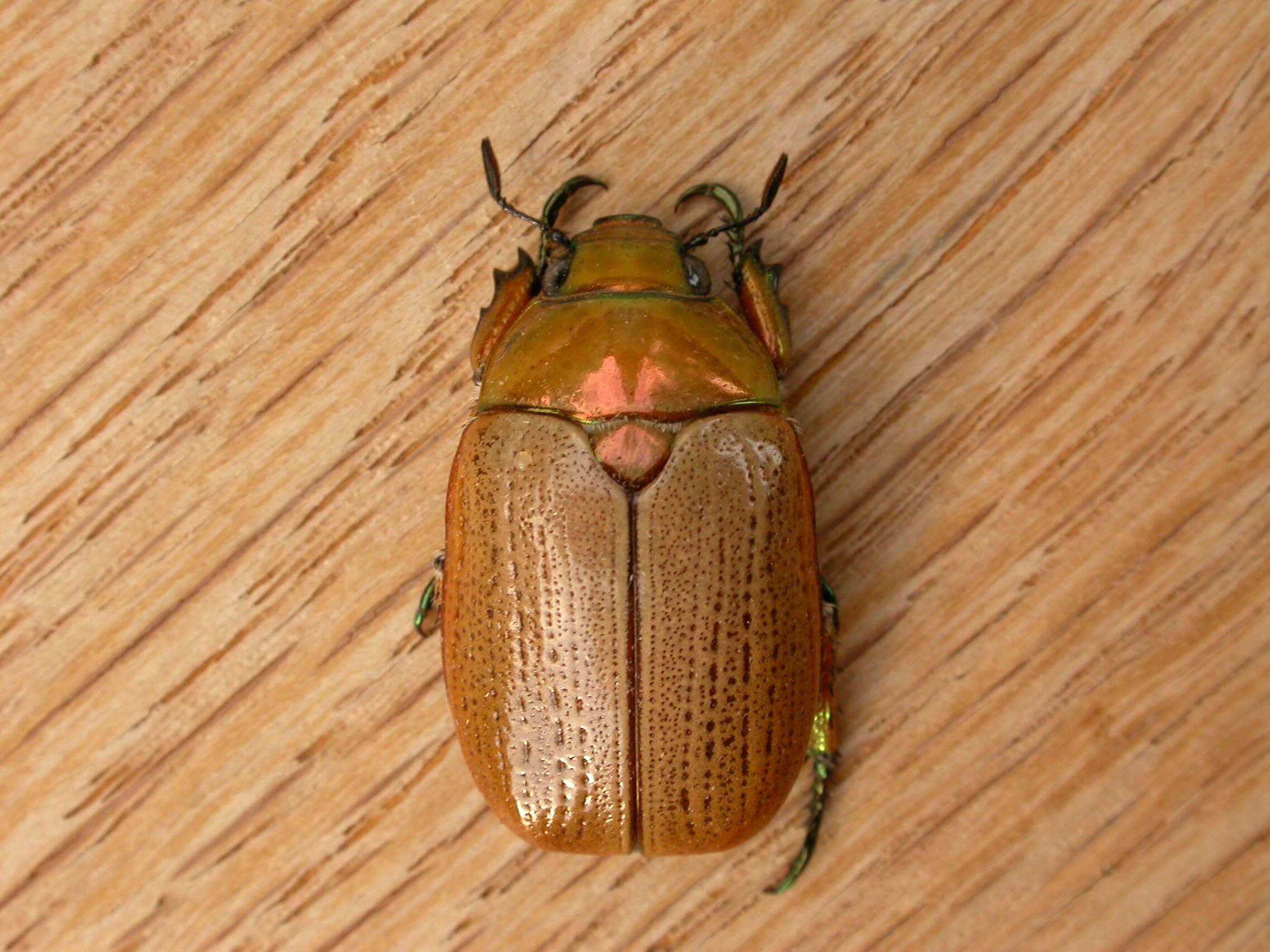 Image of Emerald Tip Beetle