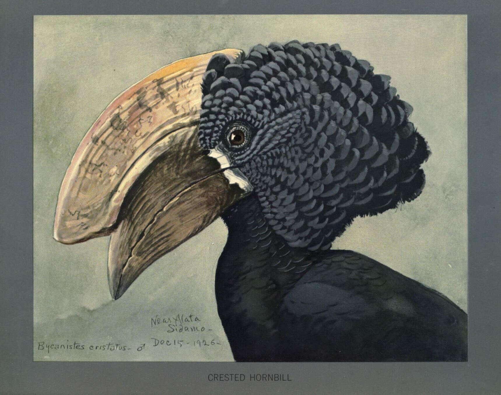 Image of Silvery-cheeked Hornbill