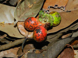 Image of Perebea xanthochyma Karst.