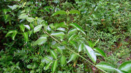 Image of West Indian milkberry