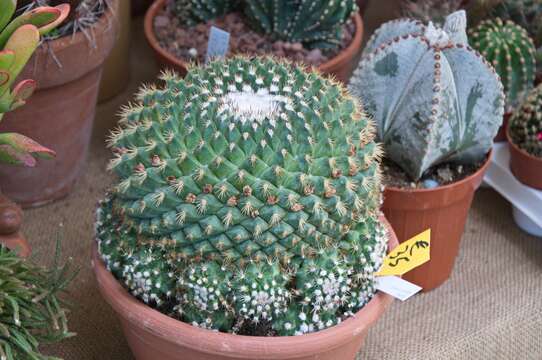 Image of Mammillaria mammillaris (L.) H. Karst.