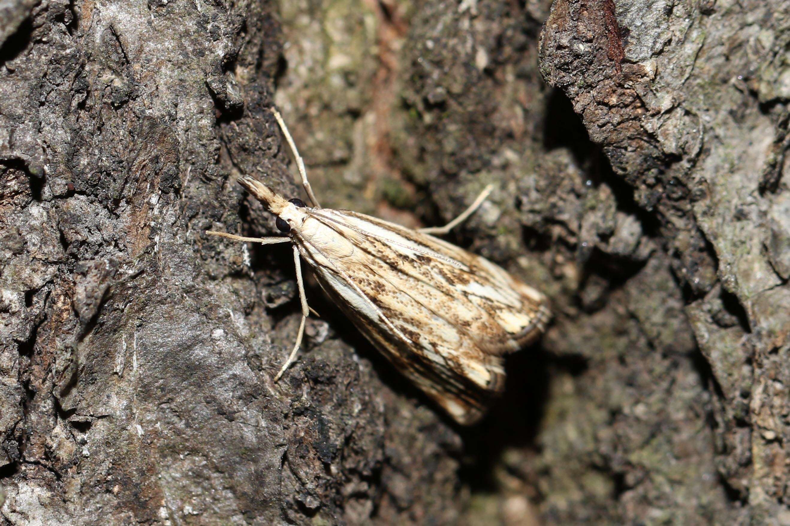 Image of Catoptria